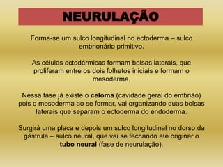 NEURULAÇÃO
   Forma-se um sulco longitudinal no ectoderma – sulco
                 embrionário primitivo.

    As células ectodérmicas formam bolsas laterais, que
    proliferam entre os dois folhetos iniciais e formam o
                        mesoderma.

 Nessa fase já existe o celoma (cavidade geral do embrião)
pois o mesoderma ao se formar, vai organizando duas bolsas
      laterais que separam o ectoderma do endoderma.

Surgirá uma placa e depois um sulco longitudinal no dorso da
 gástrula – sulco neural, que vai se fechando até originar o
             tubo neural (fase de neurulação).
 