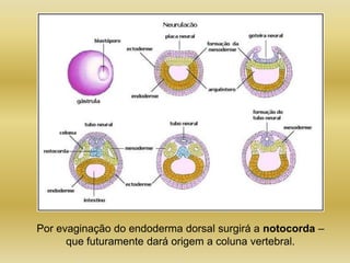 Por evaginação do endoderma dorsal surgirá a notocorda –
      que futuramente dará origem a coluna vertebral.
 