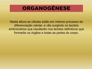ORGANOGÊNESE

 Nesta altura as células estão em intenso processo de
   diferenciação celular, e vão surgindo os tecidos
embrionários que resultarão nos tecidos definitivos que
   formarão os órgãos e todas as partes do corpo.
 
