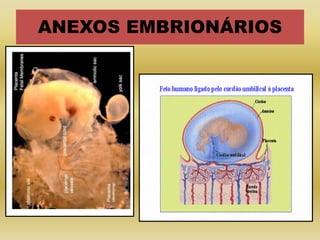 ANEXOS EMBRIONÁRIOS
 