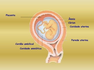 Placenta
                                   Âmnio
                                   Córion
                                    Cavidade uterina




                                     Parede uterina
           Cordão umbilical
              Cavidade amniótica
 