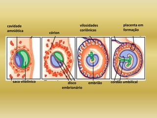 cavidade                               vilosidades           placenta em
amniótica                              coriônicas            formação
                     córion




   saco vitelínico              disco       embrião   cordão umbilical
                              embrionário
 