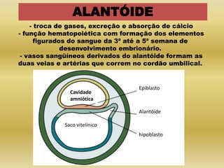 ALANTÓIDE
    - troca de gases, excreção e absorção de cálcio
- função hematopoiética com formação dos elementos
      figurados do sangue da 3ª até a 5ª semana de
              desenvolvimento embrionário.
 - vasos sangüíneos derivados do alantóide formam as
duas veias e artérias que correm no cordão umbilical.


                                  Epiblasto
               Cavidade
               amniótica

                                  Alantóide

             Saco vitelínico
                                  hipoblasto
 