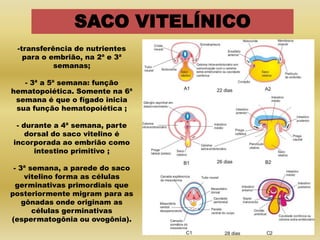 SACO VITELÍNICO
 -transferência de nutrientes
   para o embrião, na 2ª e 3ª
           semanas;

   - 3ª a 5ª semana: função
hematopoiética. Somente na 6ª
 semana é que o fígado inicia
 sua função hematopoiética ;

 - durante a 4ª semana, parte
    dorsal do saco vitelino é
incorporada ao embrião como
      intestino primitivo ;

 - 3ª semana, a parede do saco
     vitelino forma as células
  germinativas primordiais que
posteriormente migram para as
    gônadas onde originam as
       células germinativas
(espermatogônia ou ovogônia).
 