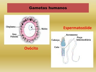 Gametas humanos




               Espermatozóide



Ovócito
 