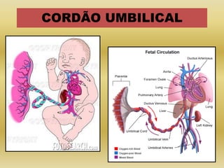 CORDÃO UMBILICAL
 
