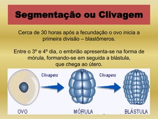 Segmentação ou Clivagem
 Cerca de 30 horas após a fecundação o ovo inicia a
           primeira divisão – blastômeros.

Entre o 3º e 4º dia, o embrião apresenta-se na forma de
      mórula, formando-se em seguida a blástula,
                   que chega ao útero.
 