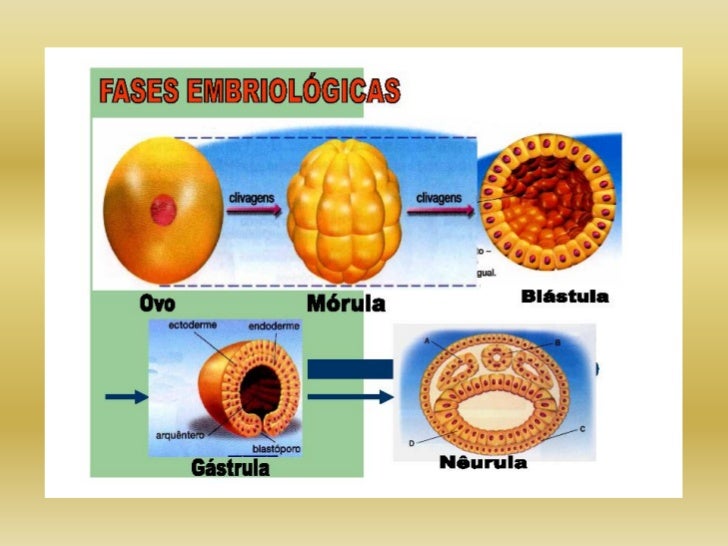 Embriologia Valendo
