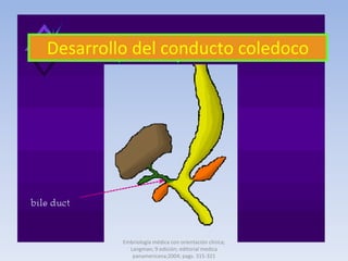 Embriologia y anatomia quirurgica de higado | PPTX