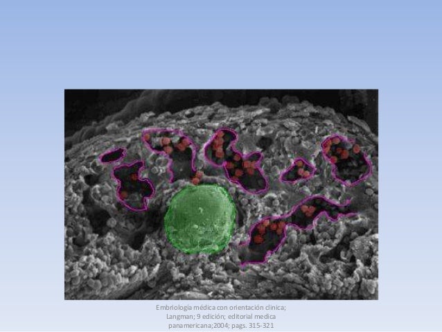 Embriologia medica longman 9 edicion pdf online