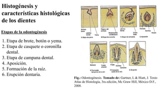 Histogénesis y
características histológicas
de los dientes
Etapas de la odontogénesis
1. Etapa de brote, botón o yema.
2. Etapa de casquete o coronilla
dental.
3. Etapa de campana dental.
4. Aposición.
5. Formación de la raíz.
6. Erupción dentaria.
Fig.: Odontogénesis. Tomado de: Gartner, L & Hiatt, J. Texto
Atlas de Histología, 3ra edición, Mc Graw Hill, México D.F.,
2008.
 