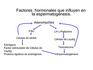 Factores  hormonales que influyen en  la espermatogénesis. Adenohipófisis FSH Células de Leydig Celulas de sértoli Estrógeno  Factor estimulador de Células de Leydig Proteina ligadora de andrógenos LH y Prolactina Testosterona Espermatogénesis 