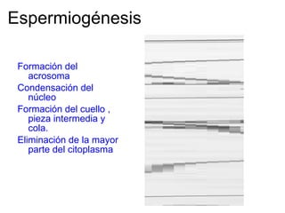 Espermiogénesis Formación del acrosoma Condensación del núcleo Formación del cuello , pieza intermedia y cola. Eliminación de la mayor parte del citoplasma 