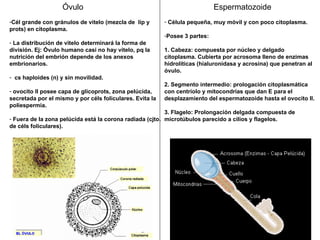 Óvulo Cél grande con gránulos de vitelo (mezcla de  líp y prots) en citoplasma. La distribución de vitelo determinará la forma de división. Ej: Óvulo humano casi no hay vitelo, pq la nutrición del embrión depende de los anexos embrionarios. cs haploides (n) y sin movilidad. ovocito II posee capa de glicoprots, zona pelúcida, secretada por el mismo y por céls foliculares. Evita la poliespermia. Fuera de la zona pelúcida está la corona radiada (cjto. de céls foliculares).  Espermatozoide Célula pequeña, muy móvil y con poco citoplasma. Posee 3 partes: 1. Cabeza: compuesta por núcleo y delgado citoplasma. Cubierta por acrosoma lleno de enzimas hidrolíticas (hialuronidasa y acrosina) que penetran al óvulo. 2. Segmento intermedio: prologación citoplasmática con centríolo y mitocondrias que dan E para el desplazamiento del espermatozoide hasta el ovocito II. 3. Flagelo: Prolongación delgada compuesta de microtúbulos parecido a cilios y flagelos.  