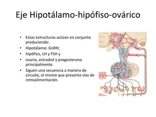 Eje Hipotálamo-hipófiso-ovárico Estas estructuras actúan en conjunto produciendo:  Hipotálamo: GnRH;  hipófisis, LH y FSH y  ovario, estradiol y progesterona principalmente.  Siguen una secuencia a manera de circuito, el mismo que presenta vías de retroalimentación.  