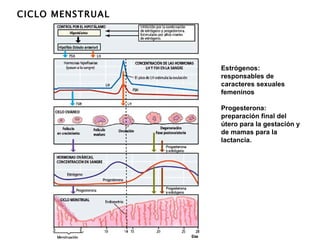 CICLO MENSTRUAL Estrógenos: responsables de caracteres sexuales femeninos Progesterona: preparación final del útero para la gestación y de mamas para la lactancia. 