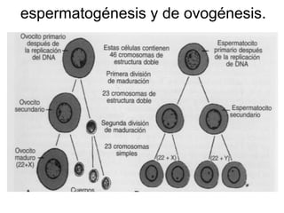 espermatogénesis y de ovogénesis. 