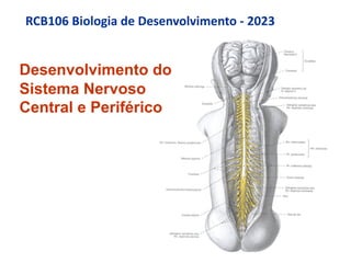 RCB106 Biologia de Desenvolvimento - 2023
Desenvolvimento do
Sistema Nervoso
Central e Periférico
 