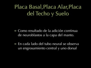 Placa Basal,Placa Alar,Placa
del Techo y Suelo
Como resultado de la adición continua
de neuroblastos a la capa del manto.
En cada lado del tubo neural se observa
un engrosamiento central y uno dorsal
 