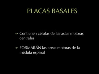 PLACAS BASALES
Contienen células de las astas motoras
centrales
FORMARÁN las areas motoras de la
médula espinal
 