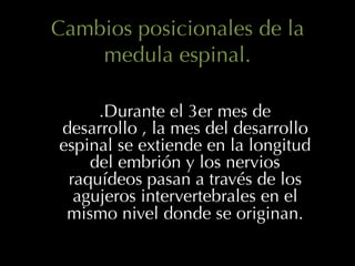 Cambios posicionales de la
medula espinal.
.Durante el 3er mes de
desarrollo , la mes del desarrollo
espinal se extiende en la longitud
del embrión y los nervios
raquídeos pasan a través de los
agujeros intervertebrales en el
mismo nivel donde se originan.
 