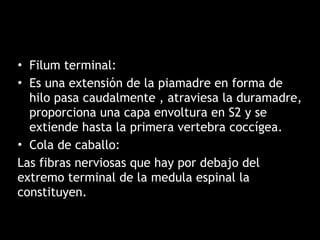 • Filum terminal:
• Es una extensión de la piamadre en forma de
hilo pasa caudalmente , atraviesa la duramadre,
proporciona una capa envoltura en S2 y se
extiende hasta la primera vertebra coccígea.
• Cola de caballo:
Las fibras nerviosas que hay por debajo del
extremo terminal de la medula espinal la
constituyen.
 