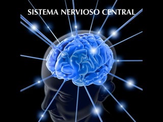 SISTEMA NERVIOSO CENTRAL
 