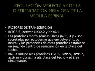 REGULACIÓN MOLECULAR DE LA
DIFERENCIACIÓN NERVIOSA DE LA
MEDULA ESPINAL. 
• FACTORES DE TRANSCRIPCION
• B(TGF-B) activan NKX2.2 y NKX6.1
• Las proteínas morfo génicas Oseas (MBP) 4 y 7 son
secretadas por ectodermo que envuelve el tubo
neural y las presencias de estas proteínas establece
un segundo centro de señalización en la placa del
techo.
• BMP-4 induce alas proteínas TGF-B, BMP-5, BMP-7,
activan y dorsalina ala placa del techo y el área
circundante.
 
