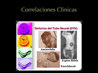 Correlaciones Clinicas
 