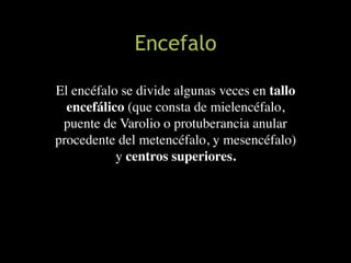 Encefalo
El encéfalo se divide algunas veces en tallo
encefálico (que consta de mielencéfalo,
puente de Varolio o protuberancia anular
procedente del metencéfalo, y mesencéfalo)
y centros superiores.
 