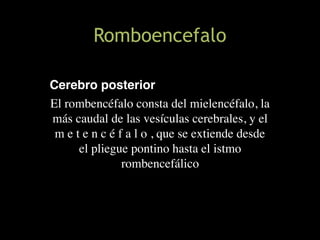 Romboencefalo
Cerebro posterior
El rombencéfalo consta del mielencéfalo, la
más caudal de las vesículas cerebrales, y el
m e t e n c é f a l o , que se extiende desde
el pliegue pontino hasta el istmo
rombencefálico
 