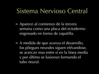 Sistema Nervioso Central
Aparece al comienzo de la tercera
semana como una placa del ectodermo
engrosado en forma de zapatilla.
A medida de que avanza el desarrollo,
los pliegues neurales siguen elévandose,
se acercan mas entre sí en la linea media
y por último se fusionan formando el
tubo neural.
 