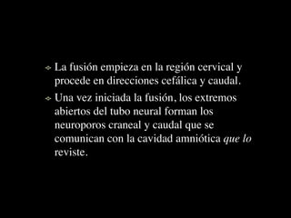 La fusión empieza en la región cervical y
procede en direcciones cefálica y caudal.
Una vez iniciada la fusión, los extremos
abiertos del tubo neural forman los
neuroporos craneal y caudal que se
comunican con la cavidad amniótica que lo
reviste.
 