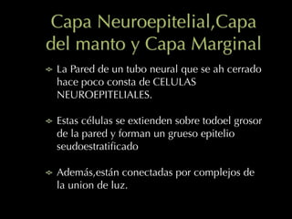Capa Neuroepitelial,Capa
del manto y Capa Marginal
La Pared de un tubo neural que se ah cerrado
hace poco consta de CELULAS
NEUROEPITELIALES.
Estas células se extienden sobre todoel grosor
de la pared y forman un grueso epitelio
seudoestratiﬁcado
Además,están conectadas por complejos de
la union de luz.
 