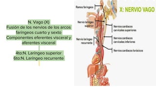 Ganglios del sistema
nervioso autónomo
Vainas del neurolema de los nervios periféricos
La vaina de mielina que rodea los a...