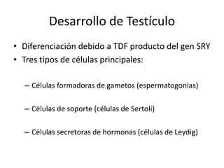 Desarrollo de Testículo
• Diferenciación debido a TDF producto del gen SRY
• Tres tipos de células principales:
– Células formadoras de gametos (espermatogonias)
– Células de soporte (células de Sertoli)
– Células secretoras de hormonas (células de Leydig)
 