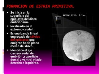 FORMACION DE ESTRIA PRIMITIVA.
 Se inicia en la
superficie del
epiblasto del disco
embrionario.
 localizado en el
extremo caudal.
 Es una banda lineal
engrosada de células
del epiblasto que
emigran hacia plano
medio del disco.
 Identifica el eje
craneocaudal del
embrión ,superficie
dorsal y ventral y lado
derecho e izquierdo.
 