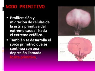 NODO PRIMITIVO
 Proliferación y
migración de células de
la estría primitiva del
extremo caudal hacia
el extremo cefálico.
 También se desarrolla el
surco primitivo que se
continua con una
depresión llamada
fosita primitiva.
 