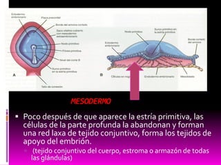 MESODERMO
 Poco después de que aparece la estría primitiva, las
células de la parte profunda la abandonan y forman
una red laxa de tejido conjuntivo, forma los tejidos de
apoyo del embrión.
 (tejido conjuntivo del cuerpo, estroma o armazón de todas
las glándulas)
 