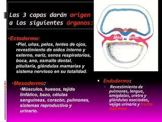 Las 3 capas darán origen
a los siguientes órganos:
 Endodermo:
 Revestimiento de
pulmones, lengua,
amígdalas, uretra y
glándulas asociadas,
vejiga urinaria y tracto
digestivo.
Ectodermo
Mesodermo
Endodermo
•Ectodermo:
•Piel, uñas, pelos, lentes de ojos,
revestimiento de oídos interno y
externo, nariz, senos respiratorios,
boca, ano, esmalte dental,
pituitaria, glándulas mamarias y
sistema nervioso en su totalidad.
•Mesodermo:
•Músculos, huesos, tejido
linfático, bazo, células
sanguíneas, corazón, pulmones,
sistemas reproductivo y
urinario.
 