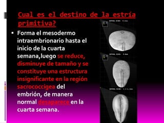 Cual es el destino de la estría
primitiva?
 Forma el mesodermo
intraembrionario hasta el
inicio de la cuarta
semana,luego se reduce,
disminuye de tamaño y se
constituye una estructura
insignificante en la región
sacrococcígea del
embrión, de manera
normal desaparece en la
cuarta semana.
 