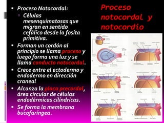 Proceso
notocordal y
notocordio
 Proceso Notocordal:
 Células
mesenquimatosas que
migran en sentido
cefálico desde la fosita
primitiva.
 Forman un cordón al
principio se llama proceso y
luego forma una luz y se
llama conducto notocordal.
 Crece entre el ectodermo y
endodermo en dirección
craneal
 Alcanza la placa precordal,
área circular de células
endodérmicas cilíndricas.
 Se forma la membrana
bucofaríngea.
 