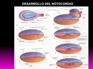 DESARROLLO DEL NOTOCORDIO
 
