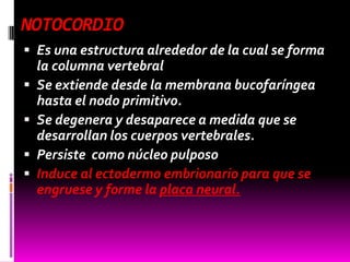 NOTOCORDIO
 Es una estructura alrededor de la cual se forma
la columna vertebral
 Se extiende desde la membrana bucofaríngea
hasta el nodo primitivo.
 Se degenera y desaparece a medida que se
desarrollan los cuerpos vertebrales.
 Persiste como núcleo pulposo
 Induce al ectodermo embrionario para que se
engruese y forme la placa neural.
 