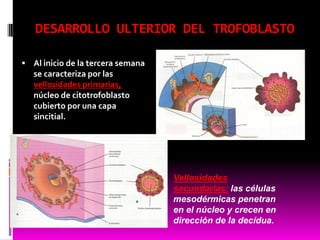 DESARROLLO ULTERIOR DEL TROFOBLASTO
 Al inicio de la tercera semana
se caracteriza por las
vellosidades primarias,
núcleo de citotrofoblasto
cubierto por una capa
sincitial.
Vellosidades
secundarias: las células
mesodérmicas penetran
en el núcleo y crecen en
dirección de la decídua.
 