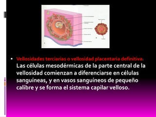  Vellosidades terciarias o vellosidad placentaria definitiva:
Las células mesodérmicas de la parte central de la
vellosidad comienzan a diferenciarse en células
sanguíneas, y en vasos sanguíneos de pequeño
calibre y se forma el sistema capilar velloso.
 