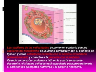 Los capilares de las vellosidades se ponen en contacto con los
capilares del mesodermo de la lámina coriónica y con el pedículo de
fijación y éstos establecen contacto con el sistema circulatorio
intraembrionario y conectan a la placenta con el embrión.
Cuando en corazón comienza a latir en la cuarta semana de
desarrollo, el sistema vellosos está capacitado para proporcionarle
al embrión los elementos nutritivos y el oxígeno necesario.
 