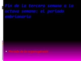 Fin de la tercera semana a la
octava semana: el periodo
embrionario
 Periodo de la organogénesis
 