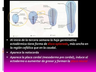  Al inicio de la tercera semana la hoja germinativa
ectodérmica tiene forma de disco aplanado, más ancho en
la región cefálica que en la caudal.
 Aparece la notocorda
 Aparece la placa cordal (mesodermo pre cordal), induce al
ectodermo a aumentar de grosor y forman la placa neural
 
