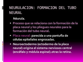 NEURULACION: FORMACION DEL TUBO
NEURAL
Néurula.
 Proceso que se relaciona con la formación de la
placa neural y los pliegues neurales para la
formación del tubo neural.
 Placa neural: parecida a una pantufla de
células epiteliales engrosadas.
 Neuroectodermo (ectodermo de la placa
neural) origina el sistema nerviosos central
(encéfalo y médula espinal).otras la retina.
 